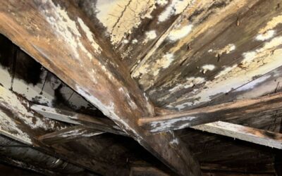 Water Damage vs. Termite Damage: How to Spot the Difference in Richmond Homes